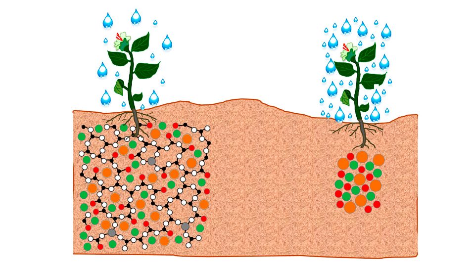 New glass fertilizers for tomato crops that reduce the environmental impact